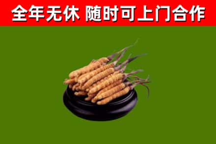株洲回收散虫草