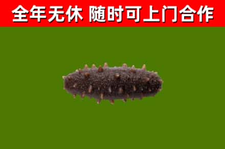 株洲回收海参干